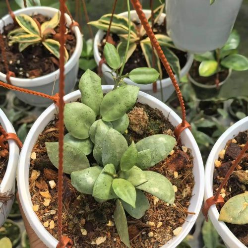 (Rare) Hoya Lacunosa Mint Coin