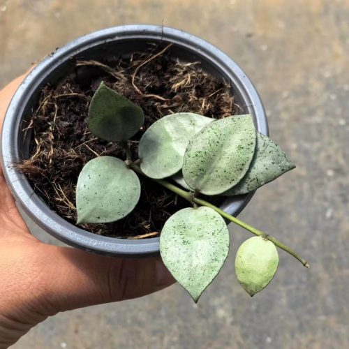 (Rare) Hoya Lacunosa Mint Coin