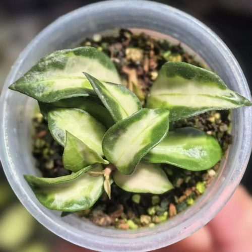 (Rare) Hoya Lacunosa Tricolor Bruno