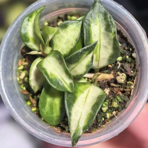 (Rare) Hoya Lacunosa Tricolor Bruno