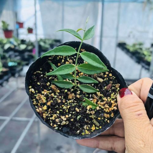 Hoya Leucantha