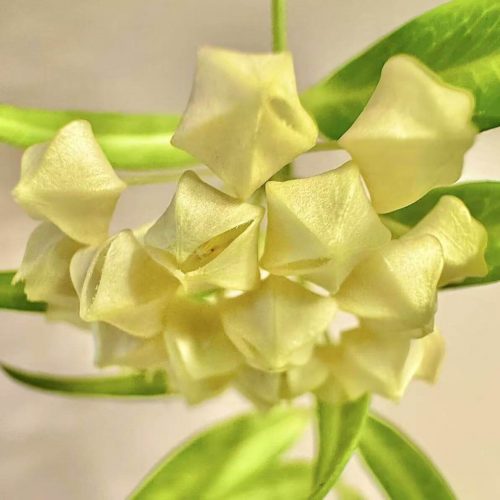 Hoya Leucantha