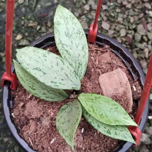 (Rare) Hoya Pubicalyx Pink Silver Ghost