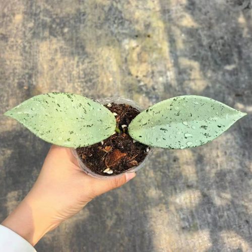 (Rare) Hoya Pubicalyx Pink Silver Ghost