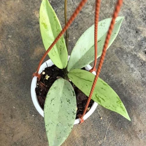 (Rare) Hoya Pubicalyx Pink Silver Ghost