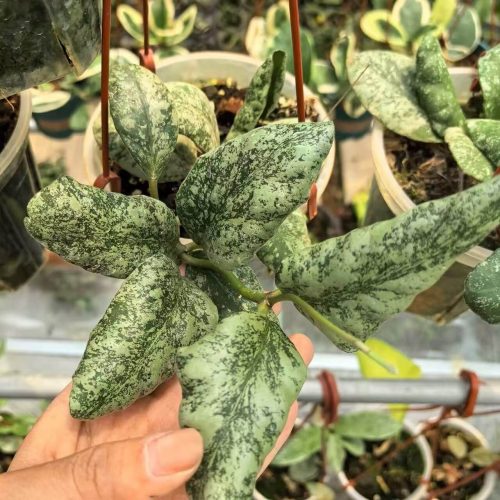 (Rare) Hoya Waymaniae Cloudy Sky