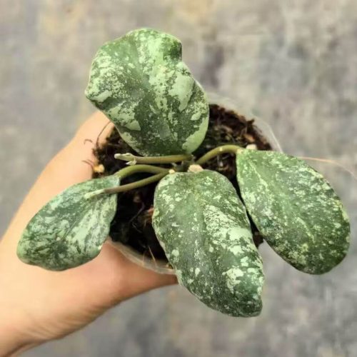 (Rare) Hoya Waymaniae Cloudy Sky