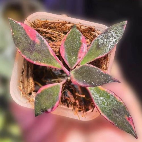 (Rare) Hoya bakoensis albomarginata
