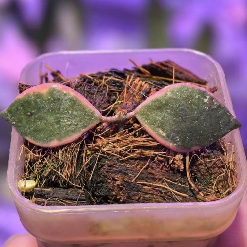(Rare) Hoya bakoensis albomarginata