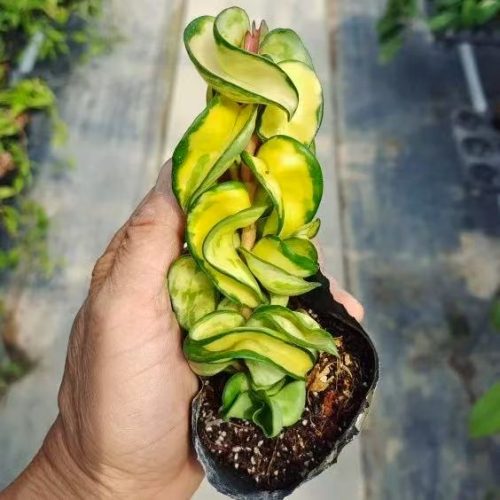 (Rare) Hoya compacta jade beauty