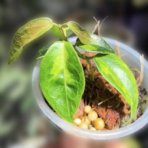 (Rare) Hoya dennisii variegata