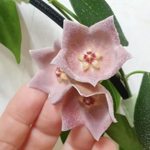 Hoya desvoeuxensis