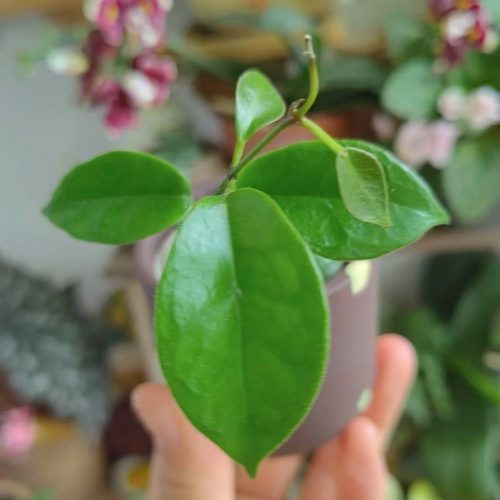 Hoya desvoeuxensis