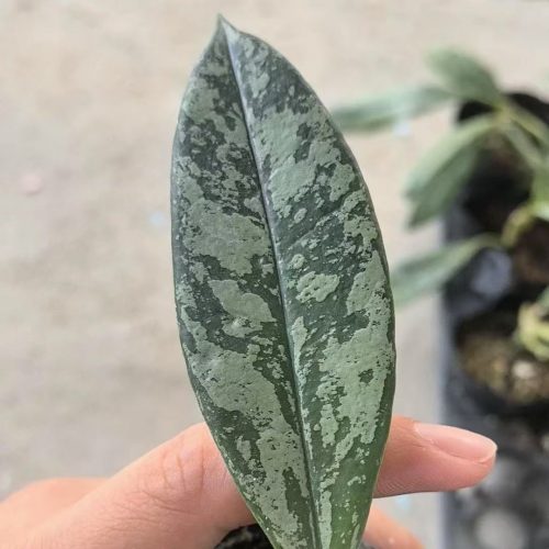 (Rare) Hoya griffithii splash