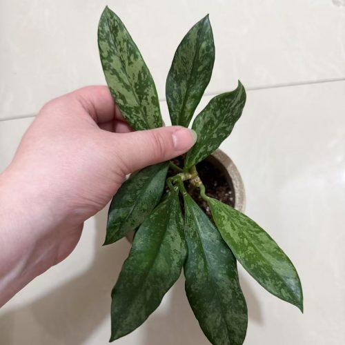 (Rare) Hoya griffithii splash