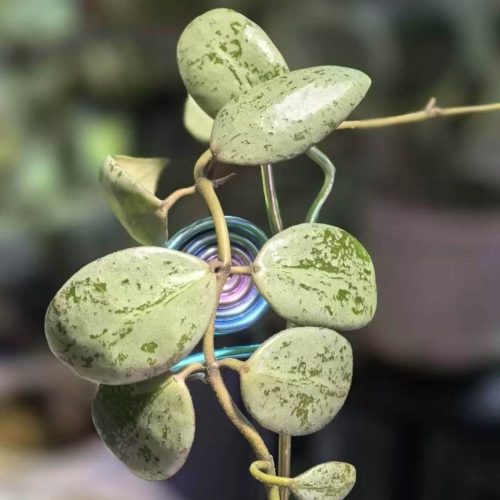 (Rare) Hoya lacunosa sulcata