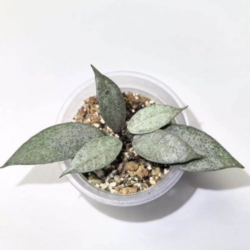 (Rare) Hoya lacunosa white pearl