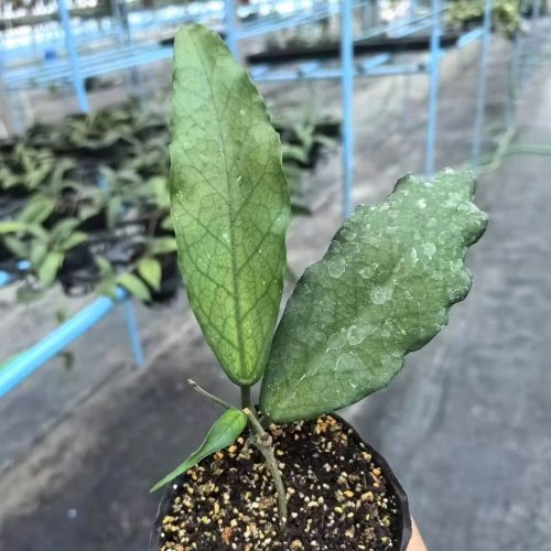 Hoya laichau longleaf