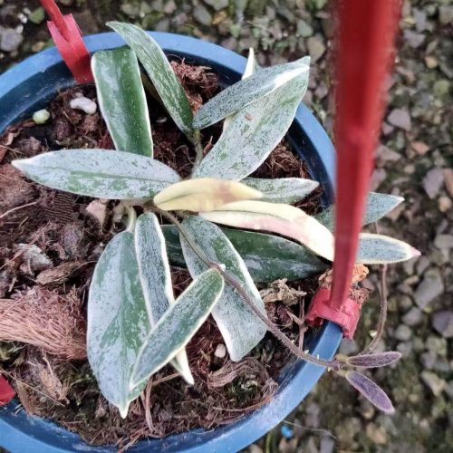 (Rare) Hoya lyi prism silver