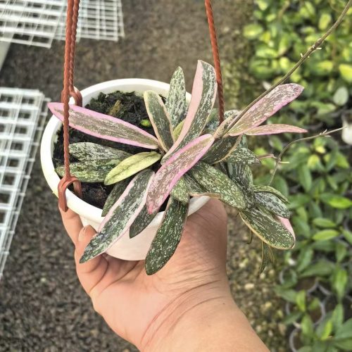 (Rare) Hoya sigillatis albomarginata