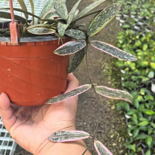 (Rare) Hoya sigillatis albomarginata