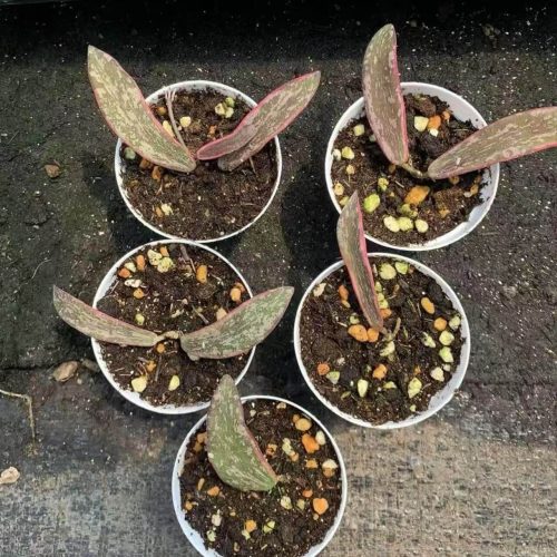 (Rare) Hoya sigillatis albomarginata