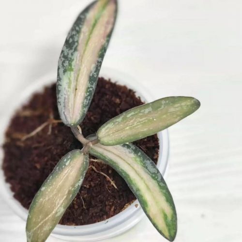 (Rare) Hoya sigillatis variegata