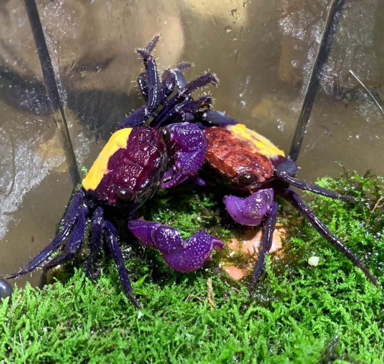 Carnival Vampire Crab (Geosesarma bicolor) for Sale HappyForestStore
