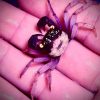 Orchid Vampire Crab (Geosesarma dennerle var. White Leg)