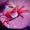 Rainbow Vampire Crab (Geosesarma rouxi Red Legged) for Sale