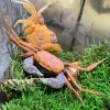Red Carnaval Vampire Crab (Geosesarma aristocratensis)