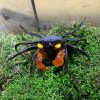 Red Gloves Vampire Crab (Geosesarma sp.)
