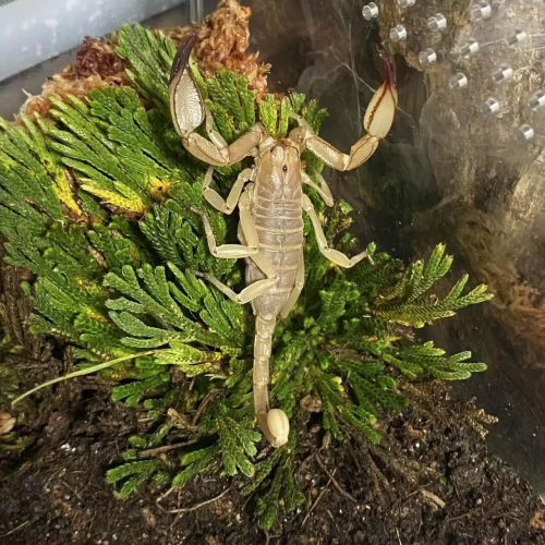 Scorpiops luridus