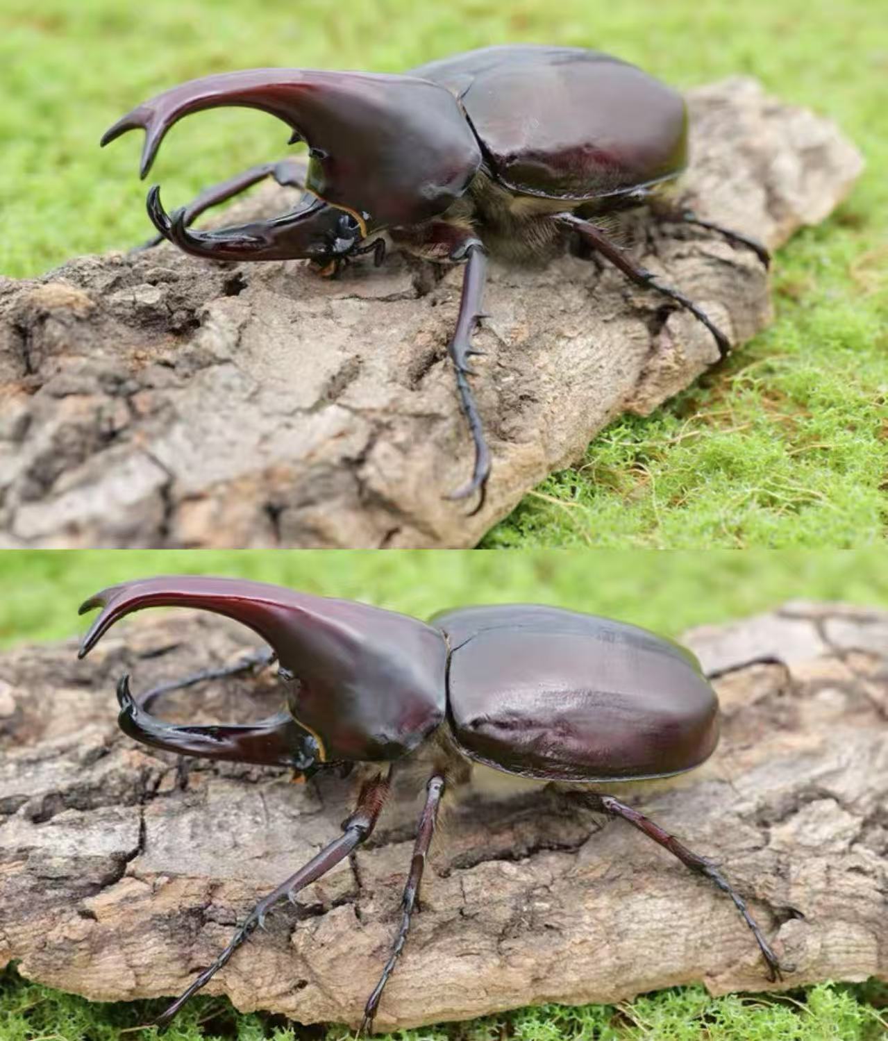 Xylotrupes Florensis Florensis Rhino Beetle For Sale HappyForestStore