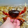 Balssipotamon sp. Cherry Red for Sale