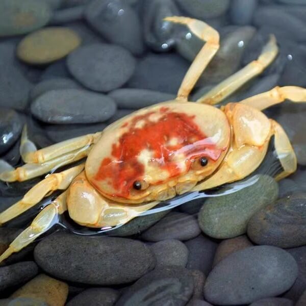 Banana Crab (Terrathelphusa cf. chilensis) for Sale Banana Crab (Terrathelphusa cf. chilensis) for Sale