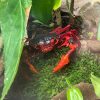 Black and Red Lightning Crab (Neotiwaripotamon whiteheadi)