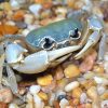 Blue Crab (Lacunipotamon cymatile)