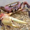 Brown Land Crab (Cardisoma carnifex)