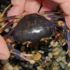 Calcipotamon puglabrum Freshwater Crab