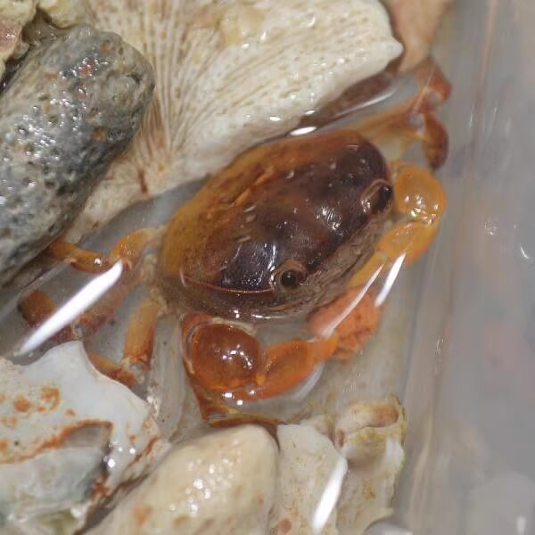 Cyclograpsus lucidus for Sale Cyclograpsus lucidus for Sale