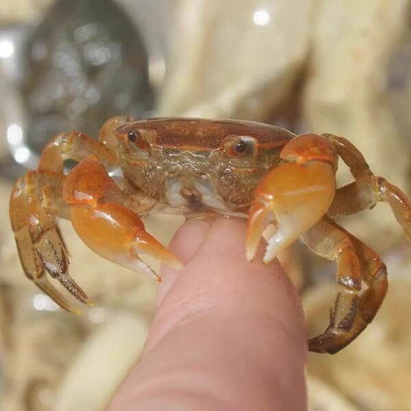 Cyclograpsus lucidus Cyclograpsus lucidus