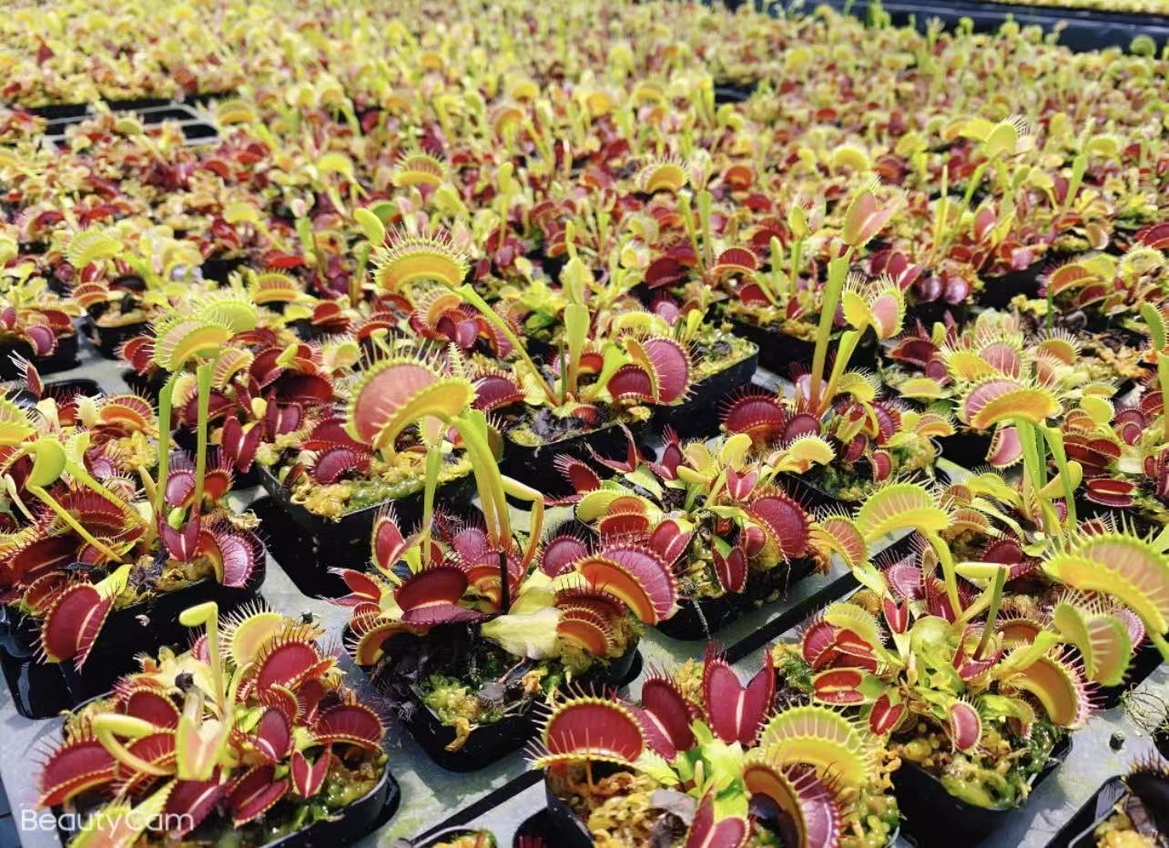 Dionaea muscipula G16 Venus flytrap