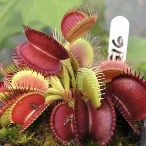 Dionaea muscipula G16 (Venus flytrap)