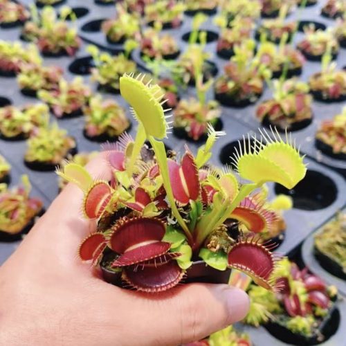 Dionaea muscipula G16 (Venus flytrap)