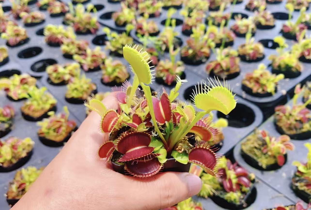 Dionaea muscipula G16 (Venus flytrap) SALE