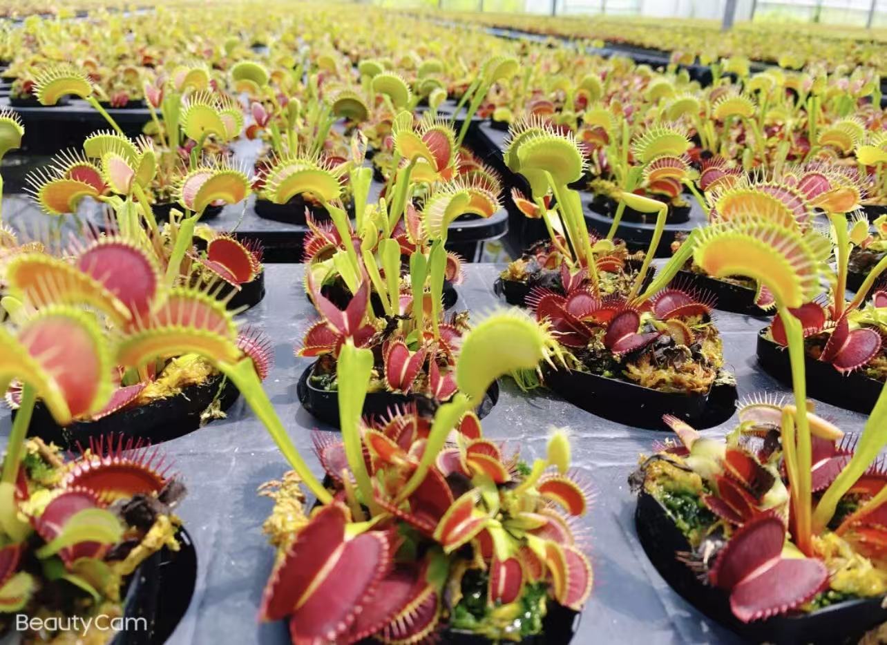 Dionaea muscipula G16 (Venus flytrap) for sale