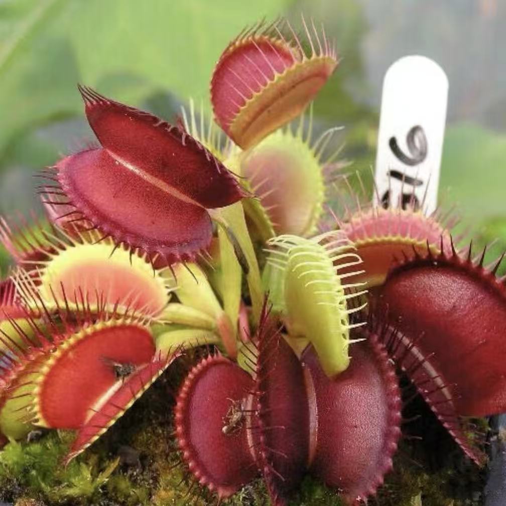 Dionaea muscipula G16 (Venus flytrap)