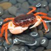 Dwarf Warrior Crab (Geothelphusa dehaani)