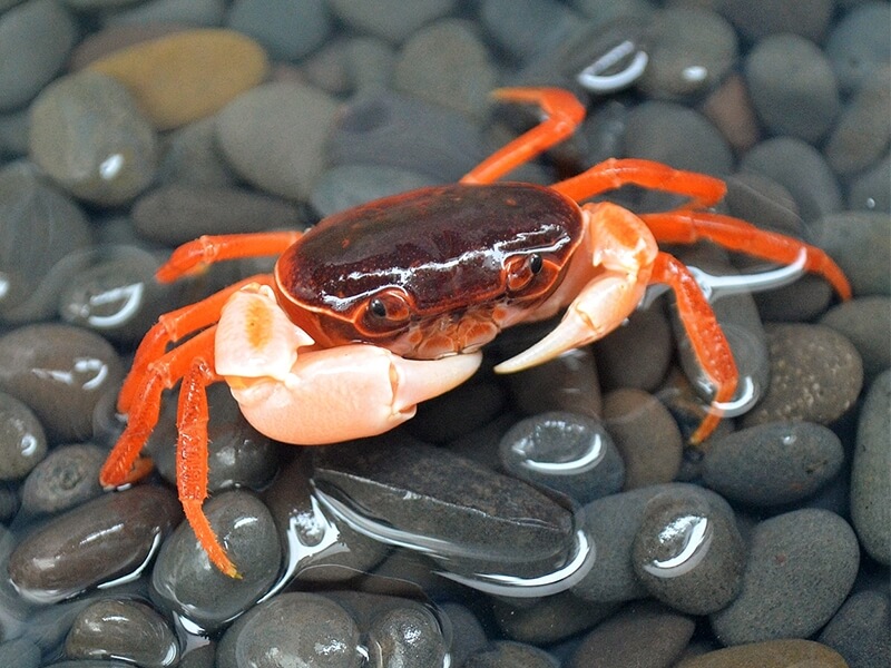 Dwarf Warrior Crab (Geothelphusa dehaani) Dwarf Warrior Crab (Geothelphusa dehaani)